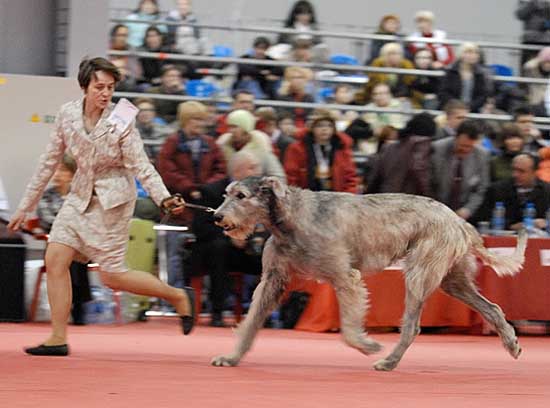 Figaro Iz Volshebnogo Lesa | Irish Wolfhound 