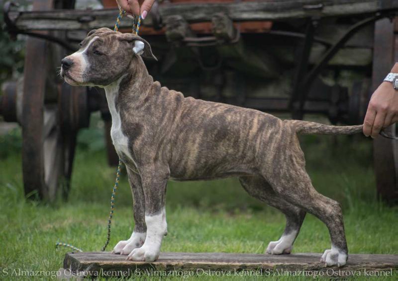 Fire In The Night S Almaznogo Ostrova | American Staffordshire Terrier 
