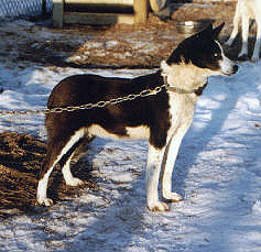 Cricket of Sepp-Alta | Siberian Husky 