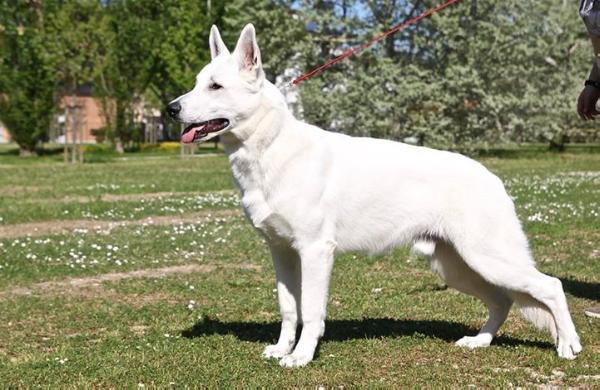 Jack Sparrow od bijelih andela | White Swiss Shepherd Dog 