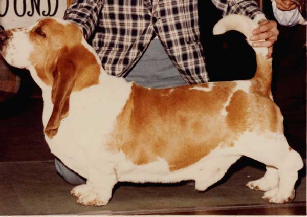 BevLees Davy Jones | Basset Hound 