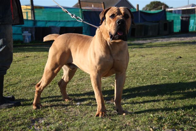 Al ASAAD MAXIMUS LE PIONA | African Boerboel 