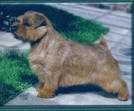 Max-Well's Cyclone | Norfolk Terrier 