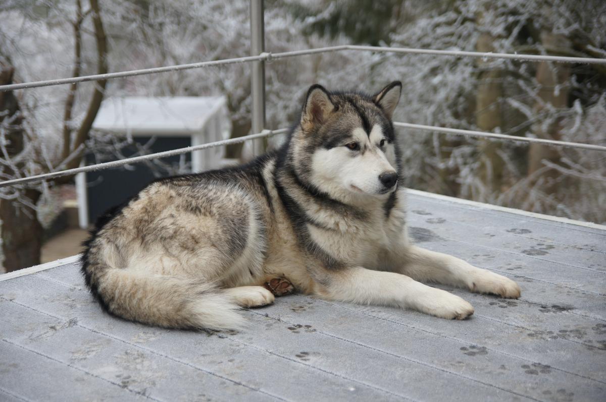 Olympia Northern Diamond Wolves | Alaskan Malamute 