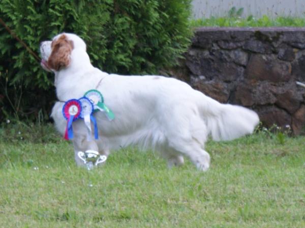 Wymeswold Black Dangerous | Clumber Spaniel 