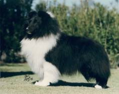 Prinhill Jazzbo | Shetland Sheepdog 