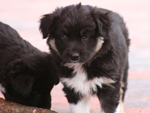 Little Blue River's Moody | Australian Shepherd 