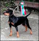 Xitamiz ENYA | German Pinscher 