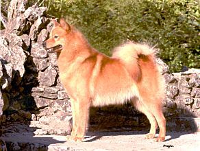 Finkkila's Kamu | Finnish Spitz 