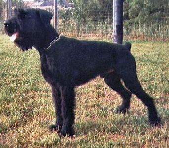 Lenz von Schmöckwitz | Giant Schnauzer 