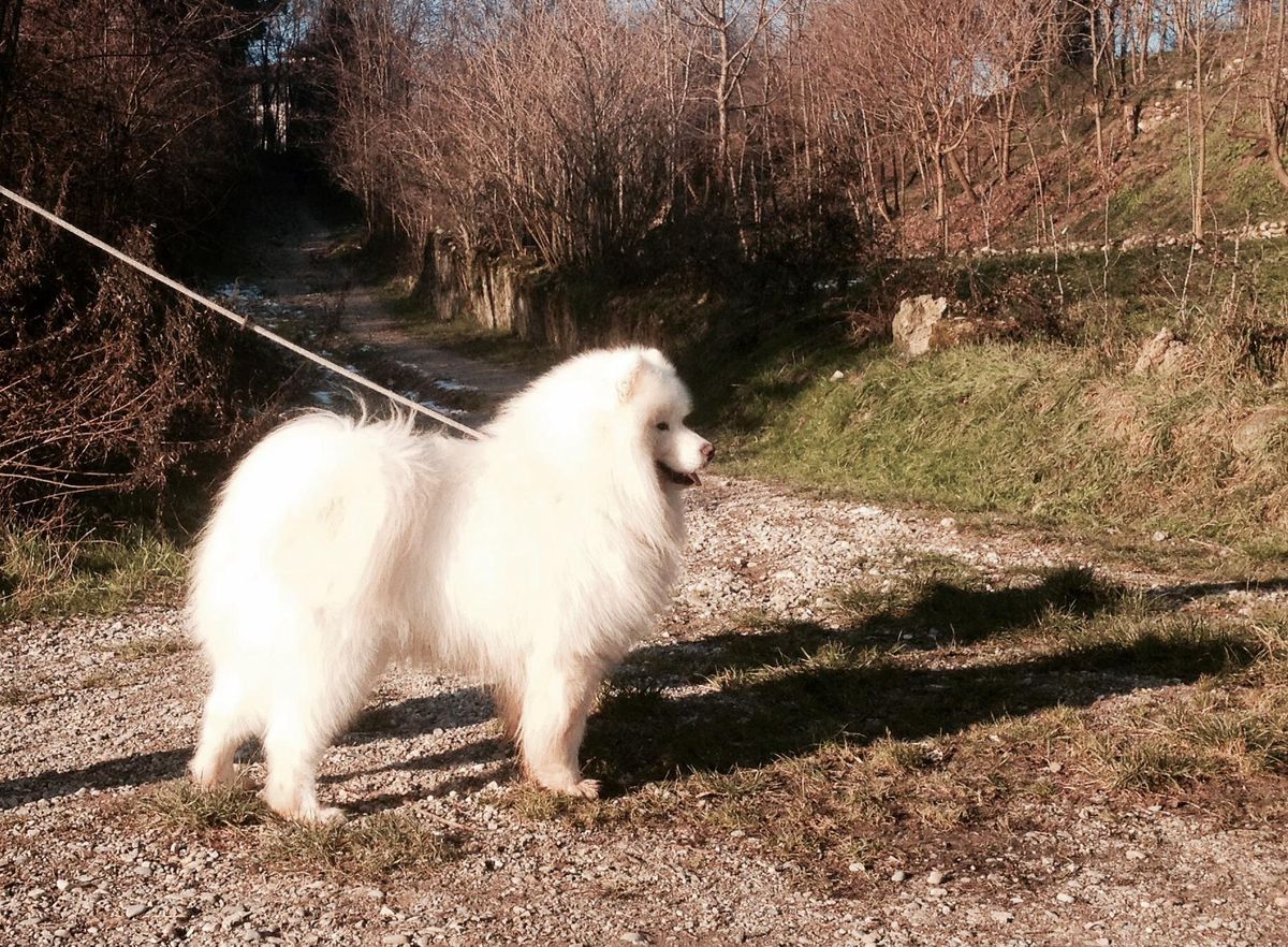 Lireva`s Royal Boschi Vecchi | Samoyed 