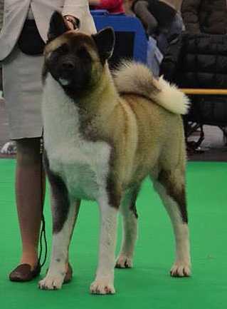 Dynamic Force Gimme Gimme Gimme | Akita 