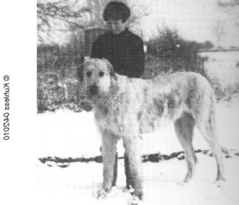 Ballykelly O'Flynn | Irish Wolfhound 