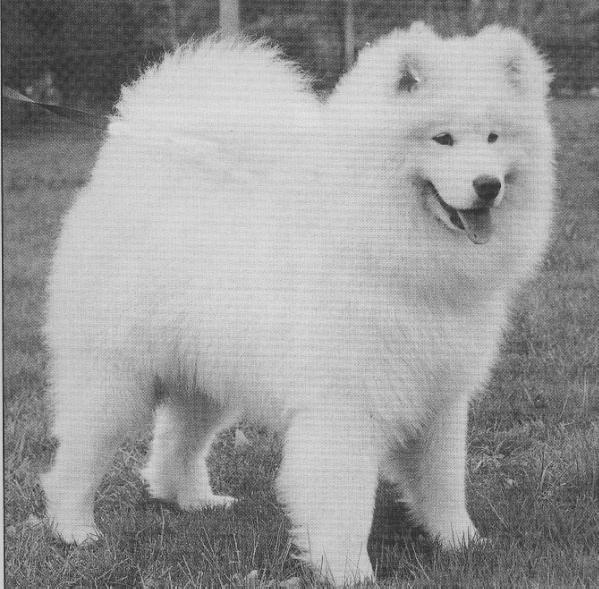 Fairvilla Tarazar | Samoyed 