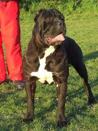 Lotar Custodi Nos | Cane Corso 