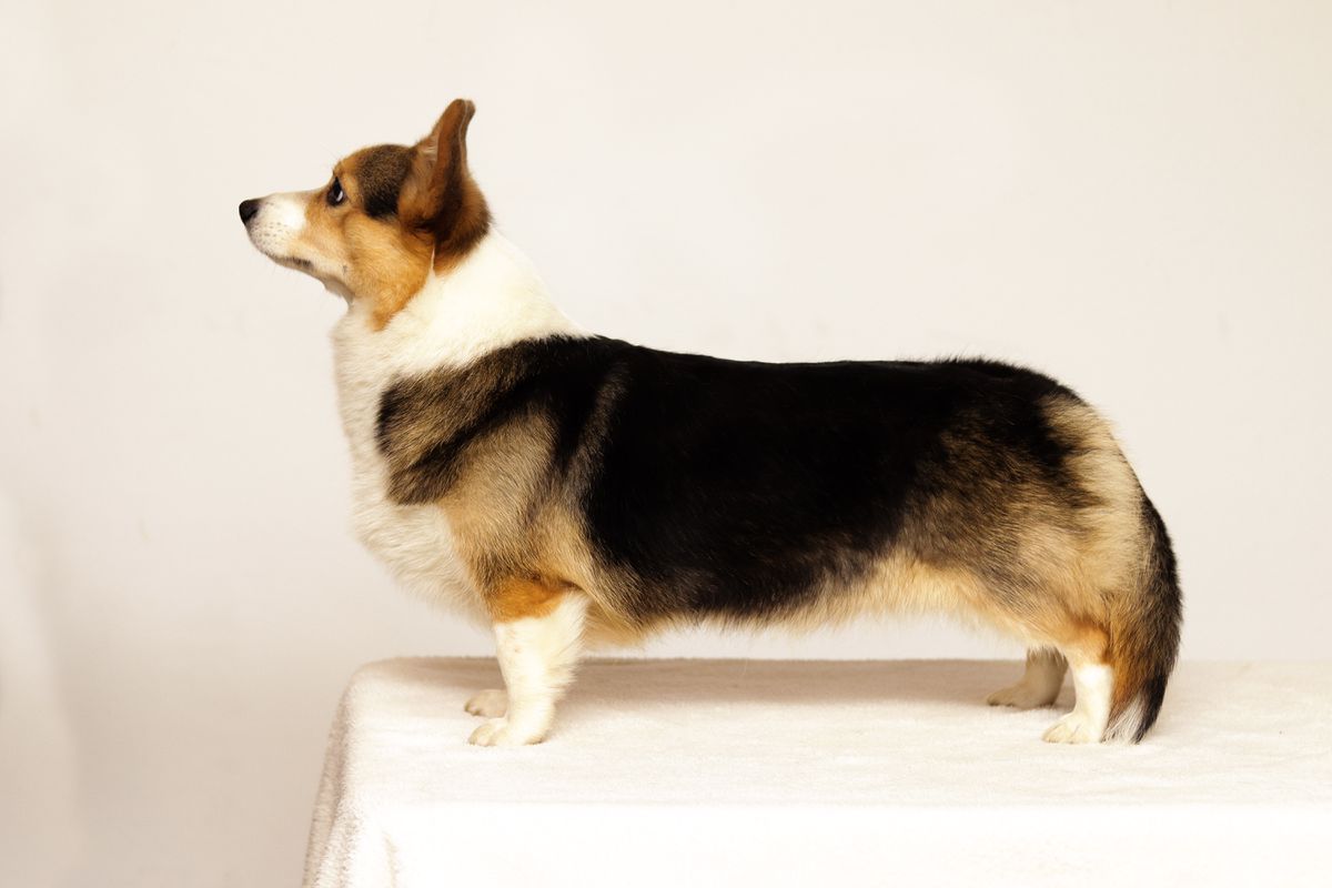 Afrodita Beauty | Pembroke Welsh Corgi 