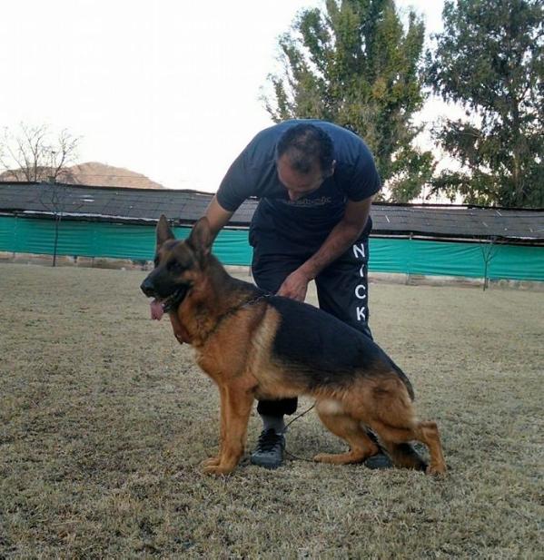 Dex della Valcuvia | German Shepherd Dog 