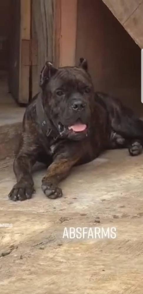 Zues absfarms | Cane Corso 