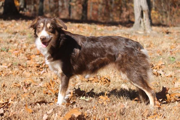 BSL Riven | Border Collie 