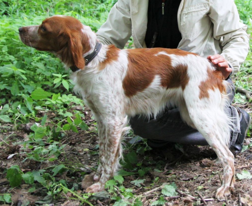 Zov Poley PULSHERI LA FREYA | Brittany 