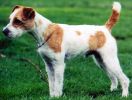 Little Eden Tremor | Jack Russell Terrier 