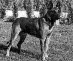 Marko 'Derks' | Belgian Malinois 
