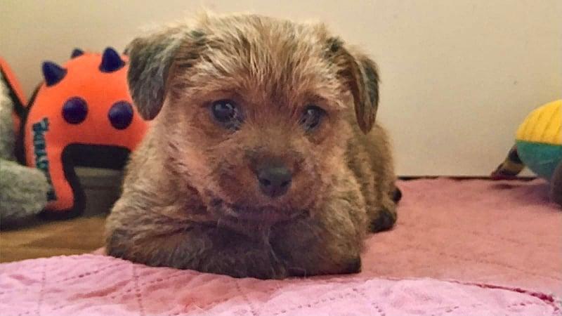 Lamonterra Shelby Super Snake | Norfolk Terrier 