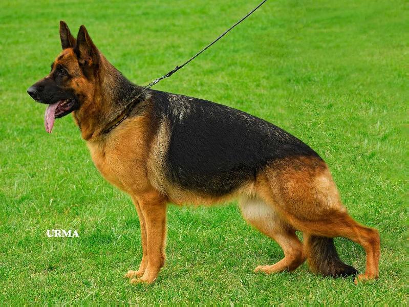 Helia du clos de Patmisand | German Shepherd Dog 