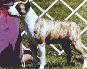 ?-?????????? ??? ???? | American Staffordshire Terrier 