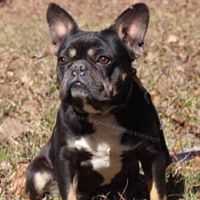 Newton Dara Family Dog | French Bulldog 