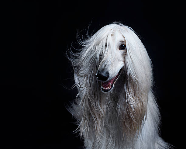 Afghan Hound