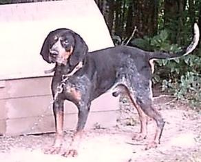 Adkins Blue Dog Blue VIII | Bluetick Coonhound 