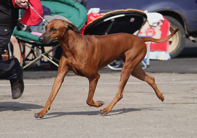 Saimon's Praid My Love At First Sight | Rhodesian Ridgeback 