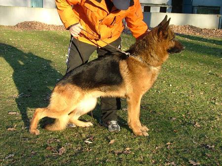 Jaiko vom Holtkämper See | German Shepherd Dog 