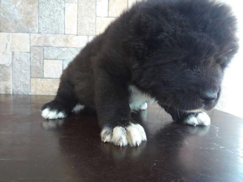 Annabel de Bsquaredkennell | Caucasian Mountain Dog 