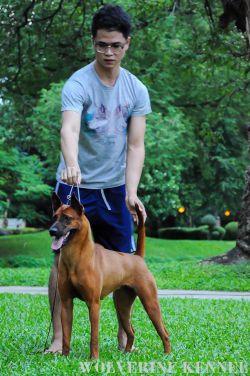 DOGGY WORLD CLASSIC D.P. | Thai Ridgeback 