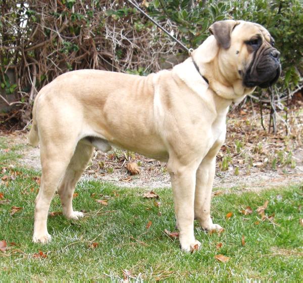 Dante de Fillobull | Bullmastiff 