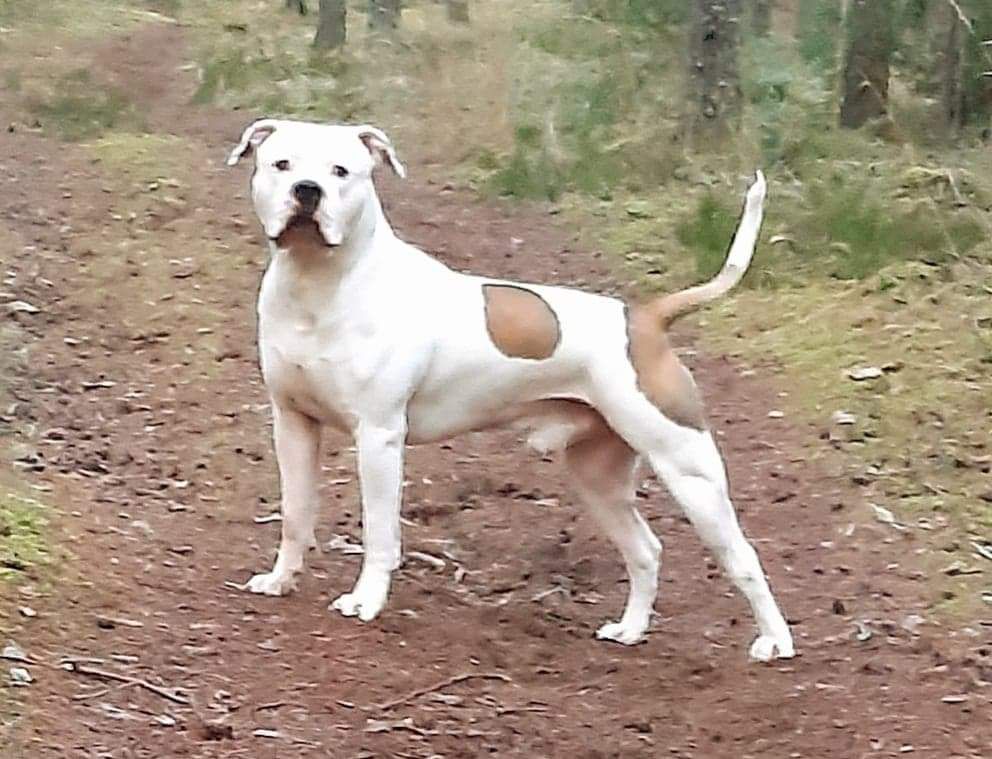 Joonaris October | American Bulldog 