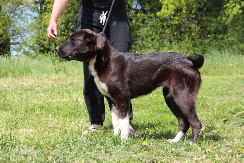 DAR ISTOCNIKA ENIKI | Central Asian Shepherd Dog 