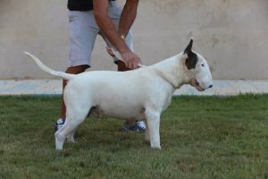 Emperor eos tanagros | Bull Terrier 