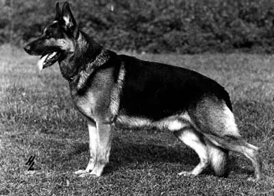 Nick vom Dreimarkenstein | German Shepherd Dog 