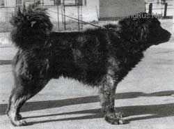 OSMAN II(K.Z.) | Caucasian Mountain Dog 