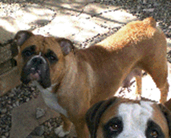 Dakota West River's Sophie | Olde English Bulldogge 