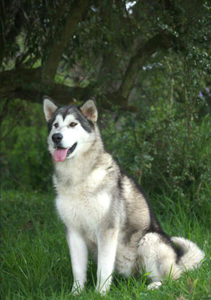 Killay Shungo Killapak | Alaskan Malamute 