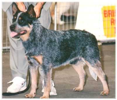 JIMBABLUE TUFF AS NAILS | Australian Cattle Dog 