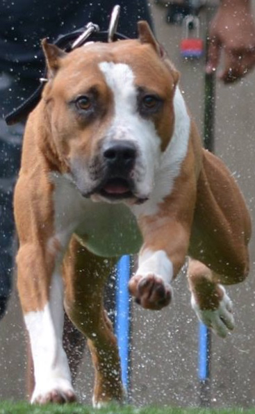 Morghem's .500 Nitro Express aka (Frank's) Khing | American Pit Bull Terrier 