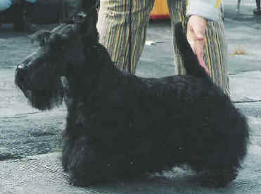 Raijaj West Side Story | Scottish Terrier 