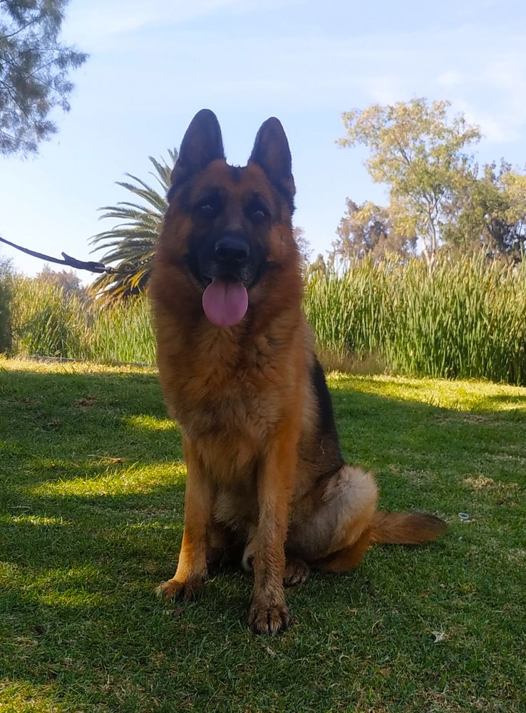Sony von Fering | German Shepherd Dog 