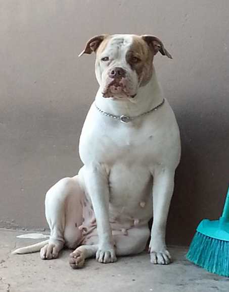 Taurina of Heavy Bull | American Bulldog 