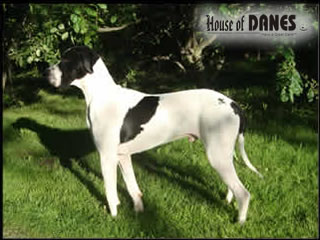 Roman Augustus of the House of Danes | Great Dane 